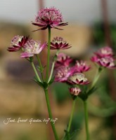 ڲ֤ͭ̾ʥȥ<BR>إ٥˥<BR>ġ