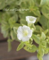 <i>Petunia��hybrida</i><BR><BR>������ڥ���˥�<BR>�إ��ޡ��ۥ磻�ȡ�