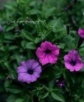 ���إڥ���˥�<BR>�⥳�ڥ���❤<BR>�إ�������