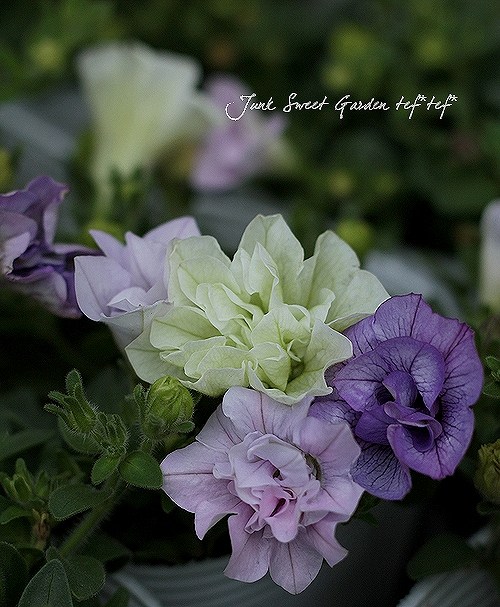 【#丁寧に対応します】南天（白）　マホニア 0.3 2本　斑入りヤブラン3 丁寧に対応します】南天（白） マホニア 0.3 2本 斑入りヤブラン