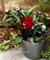 ǿʼ<BR>ۤΤ˥祳졼ȹ❤<BR>󥵥<BR>إ磻󥷥祳