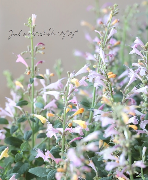 アガスターシェ ラベンダーマルティーニ すべての商品 Junk Sweet Garden Tef Tef