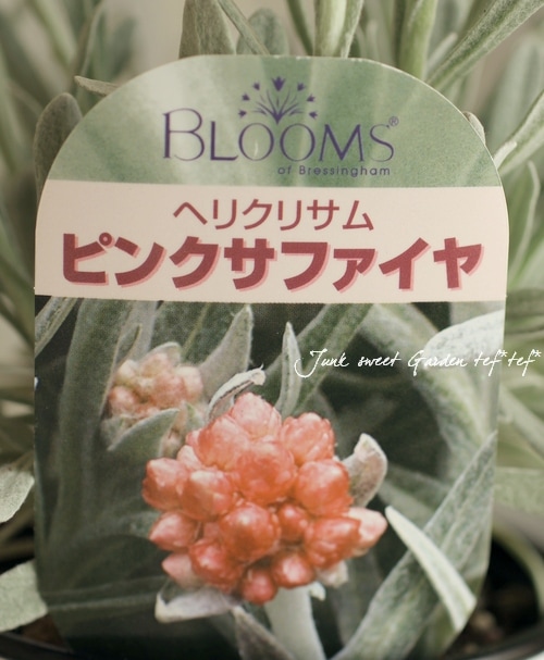 Helichrysum cassinianumBLOOMS���إꥯ�ꥵ��إԥ󥯥��ե�������