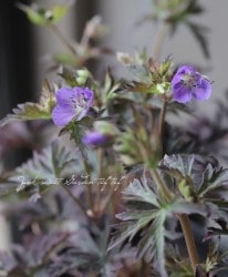 Ƽե˥ࡦץƥ󥻡إ쥤