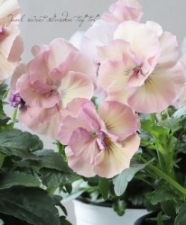 Ȭ�ź餭�ѥ󥸡����إե����꡼���塼��١���礵����إ꡼�١�