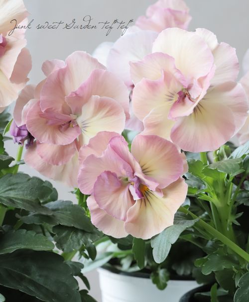 ドイリー1104❤️パンジーと八重咲き花✨2枚以上で2680円❣️ 八重咲きパンジー 『フェアリーチュール』 落合さん育種