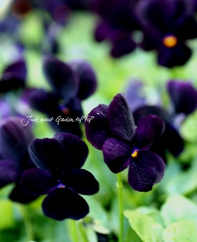 激レア/絶版★ ダンバリーミント タラデガ スーパースピードウェイ ジオラマ ★ 激レア/絶版☆ ダンバリーミント タラデガ スーパースピードウェイ