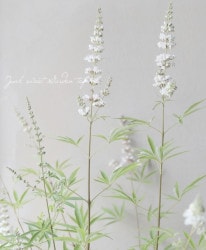 ���Υ˥󥸥�ܥ����إ���С����ѥ��䡼�� ���