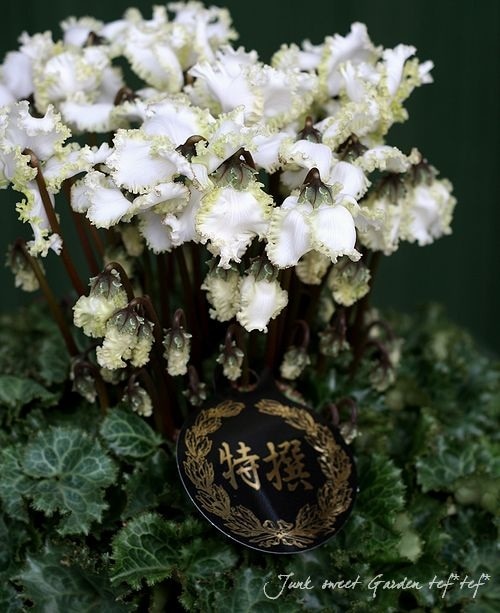 i>Cyclamen persicum</i><BR><BR>特上品！シクラメン<BR>『アイス