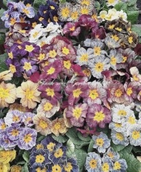 �ץ��顦�ݥꥢ�󥵡��إǥ������Х�󥰡����ȥ饤�ץ���MIX