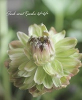 ��ʥ󥭥�饹���إ��饯��Jr.�١�����ݤ����������