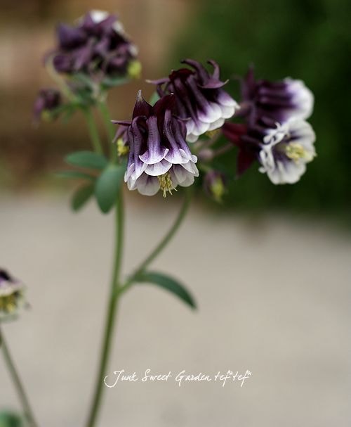 八重咲きオダマキ 『ブラックベリー』 開花前小苗 | すべての商品