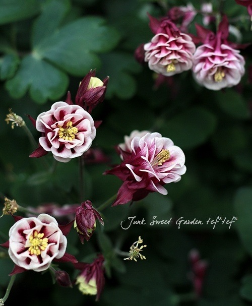 八重咲きオダマキ ウィンキー 『ダブルレッド＆ホワイト