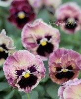 <i>Viola��wittrockiana </i><BR><BR>�ե��ѥ󥸡�<BR>�եꥺ�륷����<BR>�إѥå����ե롼�ġ�