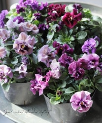 ����臘�������ꥸ�ʥ�ӥ��顡�إ����ǥ����������֡�