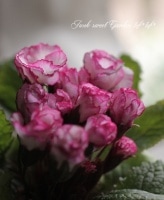 <i>Primula</i><BR><BR>�Х�餭�ץ���<BR>�إ��륭���쥤��<BR>�ԥ󥯤α����