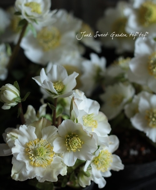 あだーじょ様ご検討用　クリスマスローズ　ニゲル クリスマスローズ<BR>『ニゲル』『ニガー』半八重？ | すべての商品