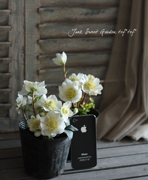 クリスマスローズ Br ニゲル ニガー 半八重 Flower Species Junk Sweet Garden Tef Tef クリスマスローズ Br ニゲル ニガー 半八重 Flower Species Junk Sweet Garden Tef Tef