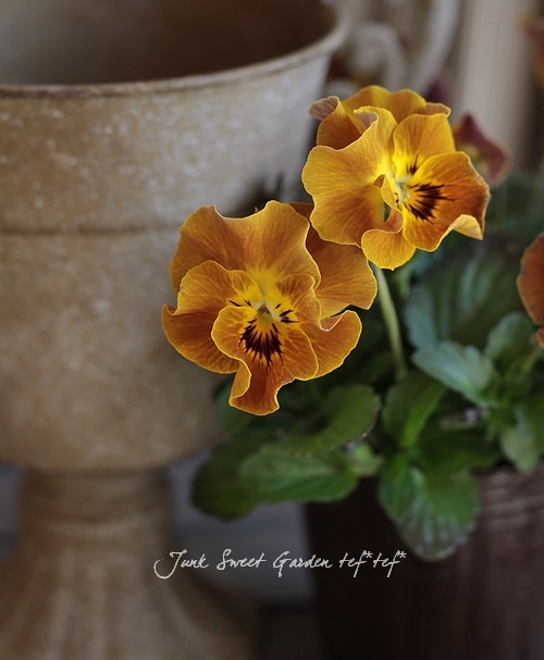 笈川さん作出<BR>横浜セレクション<BR>『Mr.ダンディ』 | すべての商品