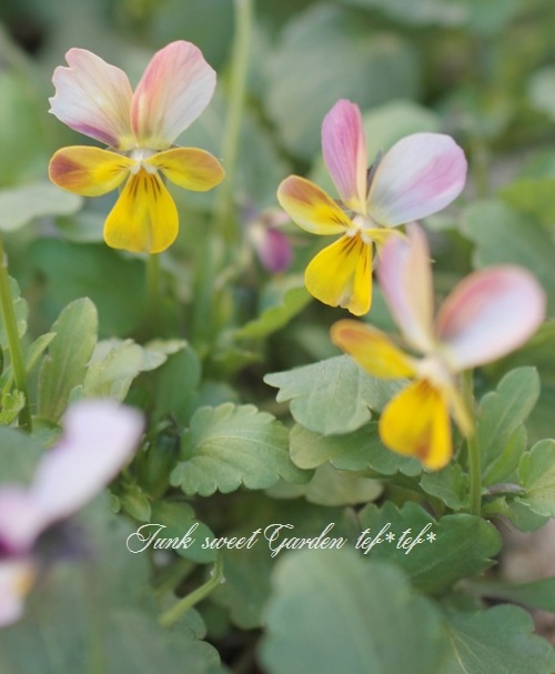 花子 i>Viola×wittrockiana </i><BR><BR>鹿児島・藤田さん作出<BR>絞り小輪