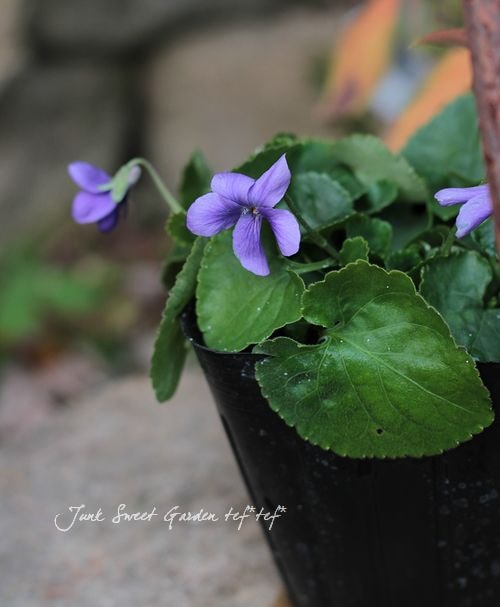 ニオイスミレ Br パステルパープル系 Flower Species スミレ Junk Sweet Garden Tef Tef ニオイスミレ Br パステルパープル系 Flower Species スミレ Junk Sweet Garden Tef Tef