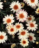 ���٤ʥޡ�����åȡ�<BR>����С�4��ȭ��<BR>�إ��������ץꥳ�åȥ�������