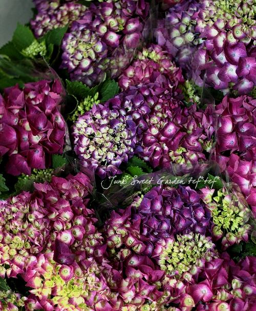 紫陽花 シティーライン Br パリ Or ベニス Br コンパクト品種 Flower Species アジサイ Junk Sweet Garden Tef Tef