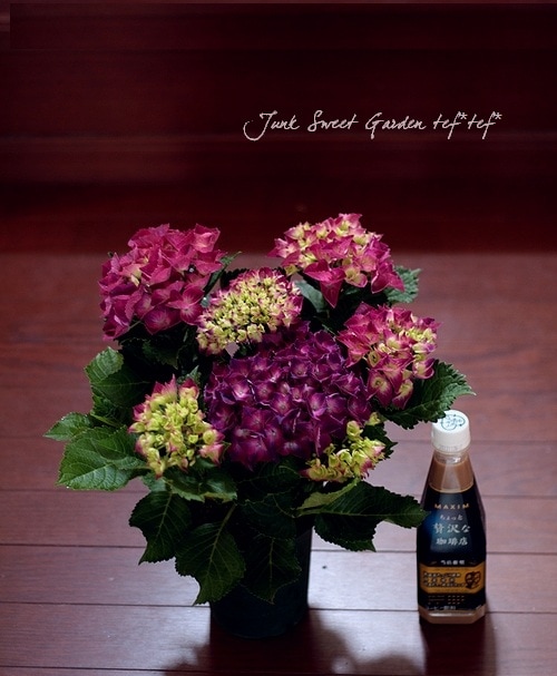 紫陽花 シティーライン Br パリ Or ベニス Br コンパクト品種 Flower Species アジサイ Junk Sweet Garden Tef Tef