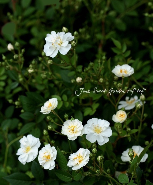 ミニバラ レンゲローズ Br ヤメツヒメ 白花 すべての商品 Junk Sweet Garden Tef Tef