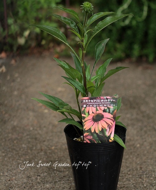 宿根エキナセア4寸苗 Br ホットサマー Br 植えっぱなしok Flower Species エキナセア Junk Sweet Garden Tef Tef