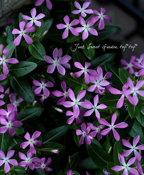 ˾إ˥˥ݡե꡼إ쥢ԥ󥯡