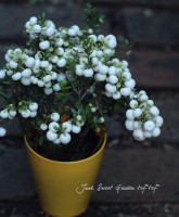 ¤ڤࡪ<BR>إڥͥåƥ<BR>ڡ