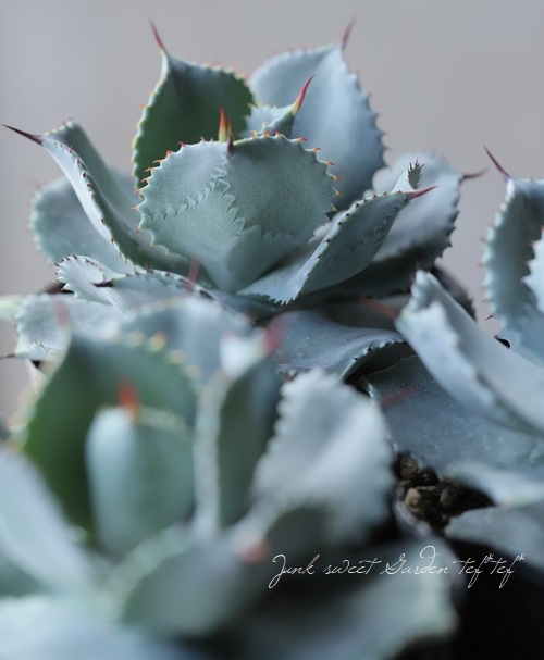 多肉植物】 アガベ・ポタトラム 『雷神』 | すべての商品