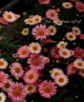 ���٤ʥޡ�����åȡ�<BR>����С�3.5�ݥå���<BR>�إ���������������