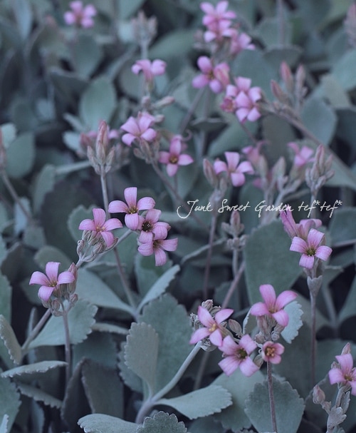 ����С��꡼�դΥ���󥳥��إץߥ��