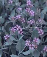 С꡼դΥ󥳥<BR>إץߥ<BR>