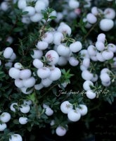 פǰưפ<BR>إڥͥåƥ<BR>¡3ݥå