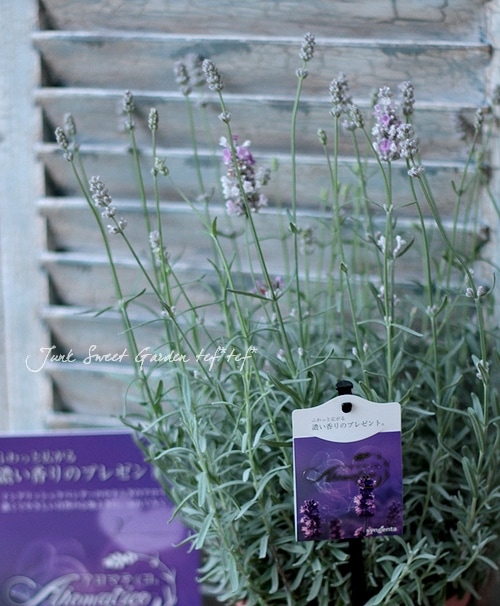 イングリッシュラベンダー Br アロマティコ シルバーピンク Br 大鉢 すべての商品 Junk Sweet Garden Tef Tef