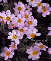 ԥ󥯿❤<BR>󥿡⥹<BR>إߥ饤