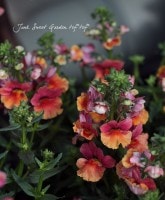 <i>Nemesia caerulea</i><BR><BR>�ɺ��ͥ᥷������ץ쥷��<BR>�إХ����顼��