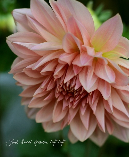 アウトレットストアは アプリコット色のダリア球根 646ea7ca 注目のブランド Pn Batam Go Id