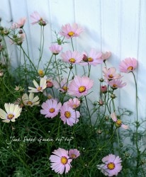 ��Ũ�������⥹���إ���󥸡������ѥ���