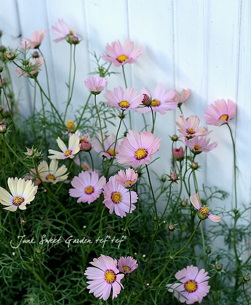 素敵色コスモス 『オレンジ・キャンパス』 | すべての商品 | | Junk