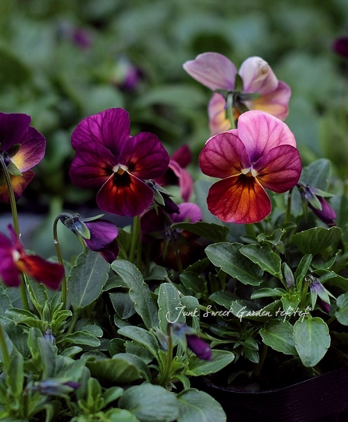 ビオラ　Viola i>Viola×wittrockiana </i><BR><BR>ビオラ ビビシリーズ<BR