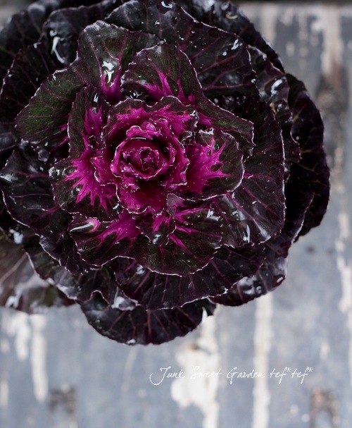 黒照り！葉牡丹<BR>『ブラックパール』 | すべての商品 | | Junk sweet