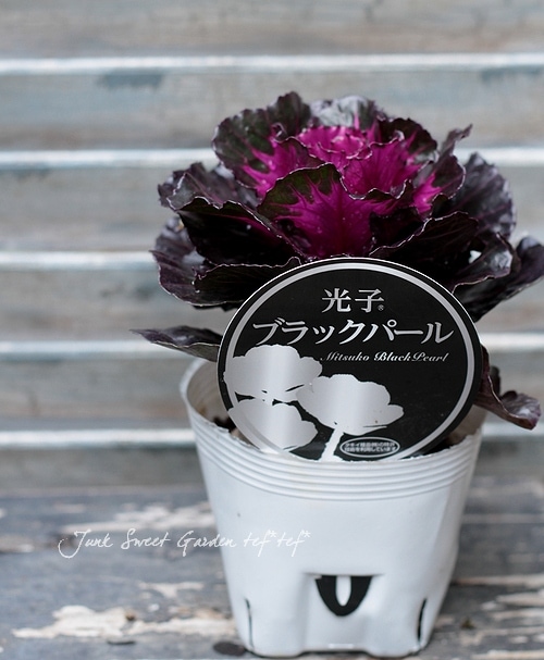 花まるハピ　GOAブラック＆シルバー　ディナー　３種×各5 花まるハピ GOAブラック＆シルバー ディナー 3種×各5 花まるハピ