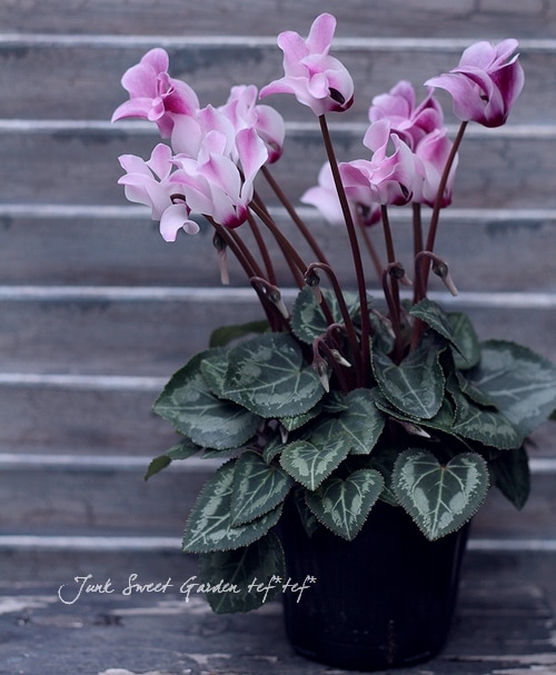 ミニ❤ガーデンシクラメン<BR>風車のような可愛い花型❤