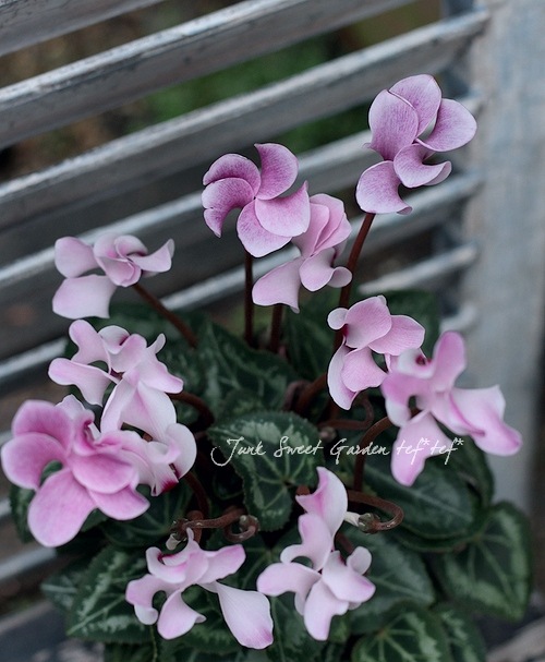 ❣️シクラメンです。２点おまとめ ミニ❤ガーデンシクラメン<BR>風車のような可愛い花型