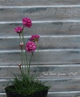 ݤ֤❤<BR>ꥢإϥޥ󥶥<BR>