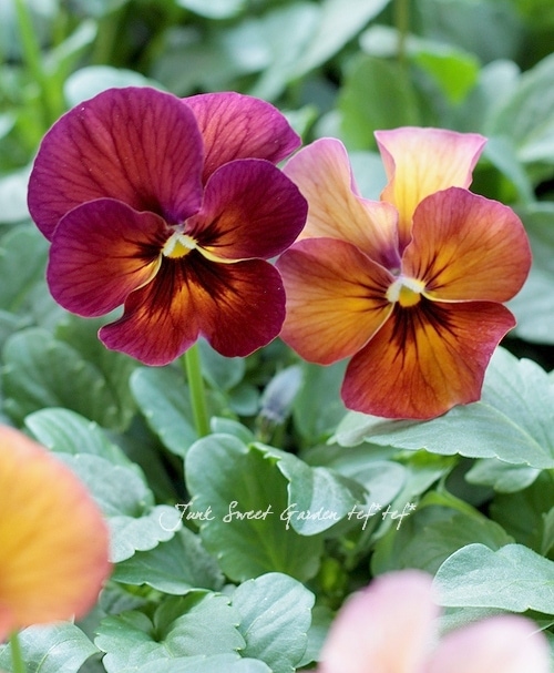 i>Viola×wittrockiana</i><BR><BR>小輪パンジー・ナチュレシリーズ<BR